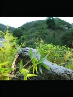 成毅困守仙侠赛道，转型乏力恐失市场