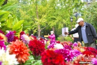 北京陶然亭公园菊花文化节启幕 20余万株秋日花卉扮靓园林