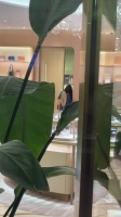 鹿晗高瀚宇在香港卡地亚逛街，本来已经出店了但是人太多了最后又回去了