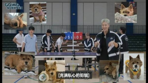 胜宽让hoshi捡球变拿铁，权hoshi变权拿铁