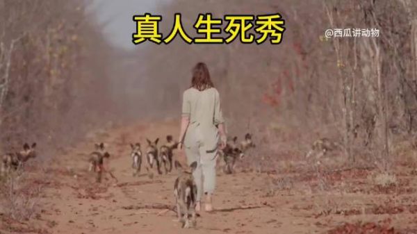 国外真人生死秀跟野狗零距离接触!