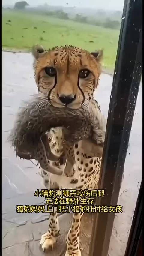 小猎豹被狮子咬断后腿，猎豹妈妈把小猎豹托付给女孩