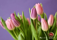 诗词 | 一壶清茶度日月，半卷闲书慰浮生