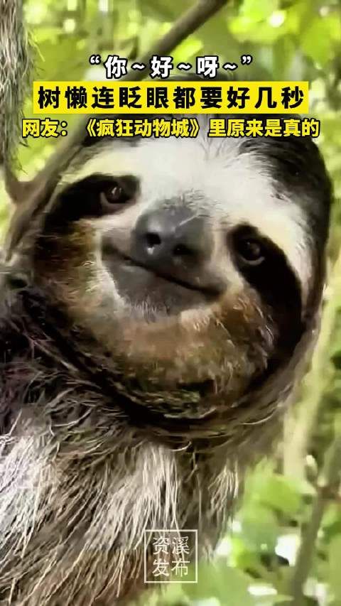 “你~好~呀~”，树懒连眨眼都要好几秒，网友：《疯狂动物城》里原来是真的