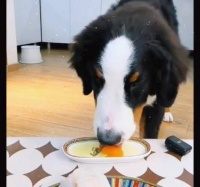 电视剧《十月夺权》女孩将自己整成猪头，只为不被皇上选中！