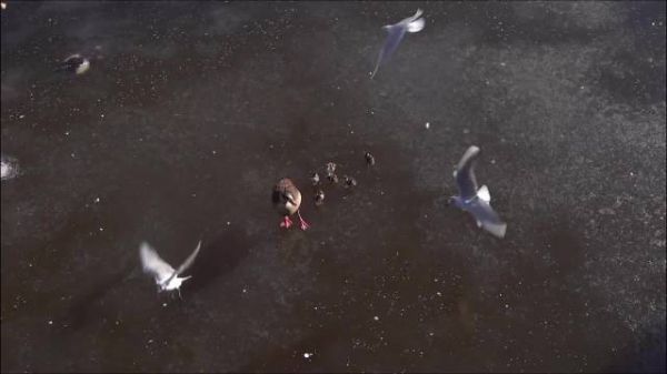 埃及雁为什么一生只有一个伴侣,让我们一探究竟!