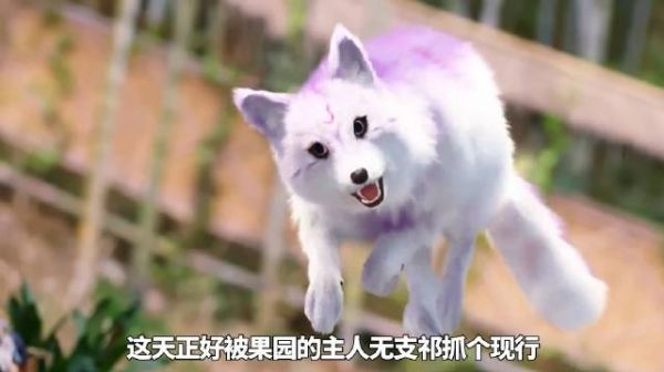 馋嘴的小狐狸偷吃葡萄,却被果园主人逮个正着!