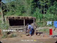 80年代的经典电影，寡妇冲破世俗追求幸福