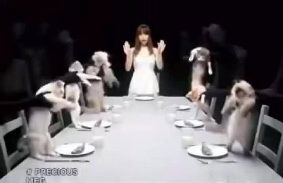 在没有AI之前猫猫是如何跳舞的