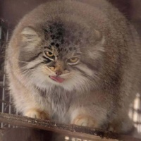 亏妻者百财不入，这事对普通人来说是真的。