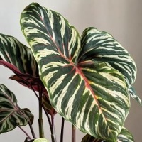 张雪峰猝然离世熬到生命最后一刻，最遗憾的是女儿那枚未送的蛋糕