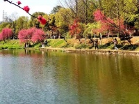 莺啼高唱声音美 燕剪晴空舞乐斜｜七律 咏春（外三首）