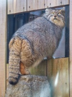 【付费故事】这看起来很会蹦迪的花花公子，竟然是个缺爱情种