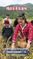 外婆不服女生采茶慢当场示范