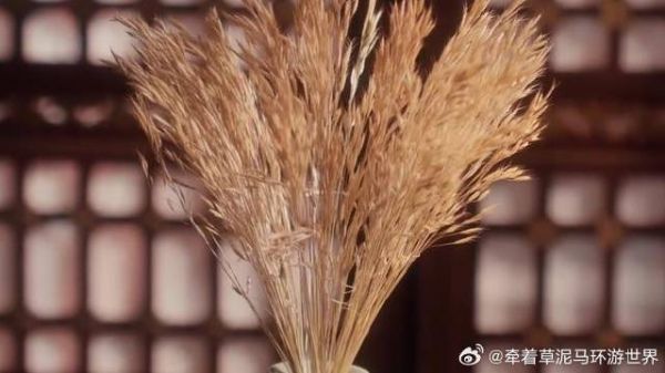 澹总：我等错了，她来对了