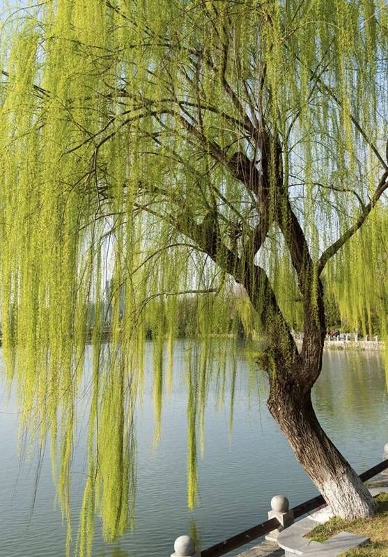 柳树.jpg