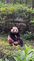 现在吃饭越来越熟练了，也不会像以前那样只是啃一点笋尖尖了！