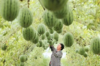 夏至:景风南来 养心安神