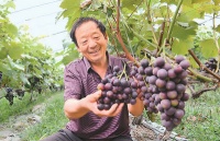 小暑:避暑养阳 健康入伏