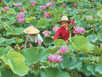 大暑临近,位于江苏省昆山市巴城镇正仪青澄有机种植基地的莲蓬迎来采摘期,当地村民忙着采摘。王须中摄(人民视觉)