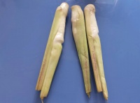 它是蔬菜界的“水中参”,现在正上市