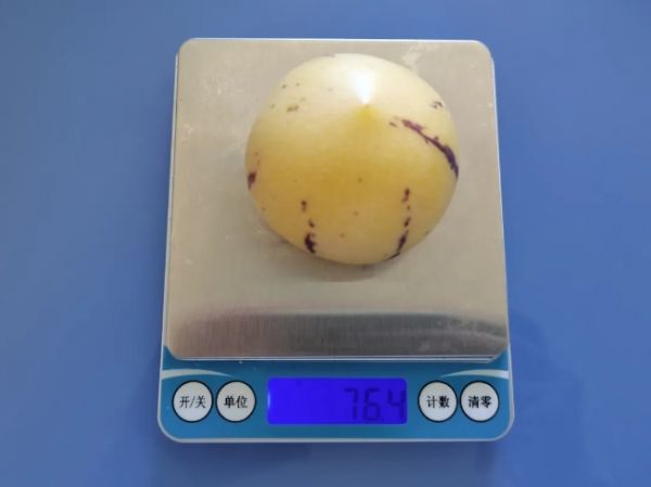 1个人参果约80克 图片来源：作者提供