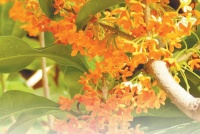 桂花有多少品种?