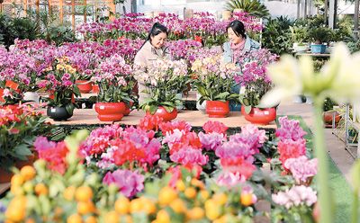 大寒临近，蝴蝶兰、百合、仙客来等鲜花竞相绽放，市民在山东省东营市东营区文汇街道胜利花卉市场选购花卉。 刘智峰摄（人民视觉）