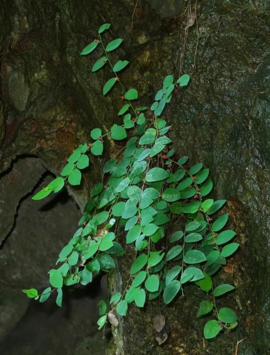 图为恩城黑面神植株。（莫明林 摄）