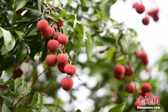 资料图 中新社记者 田雨昊 摄
