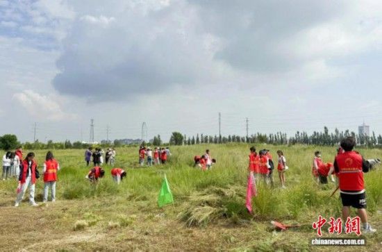图为集宁区清理蒿草现场。 集宁区融媒体中心供图