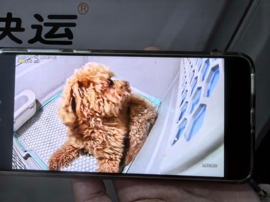 宠物在托运中。新华社发