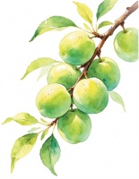 小鲜藏至味 苦夏始清补（食愈24节气）