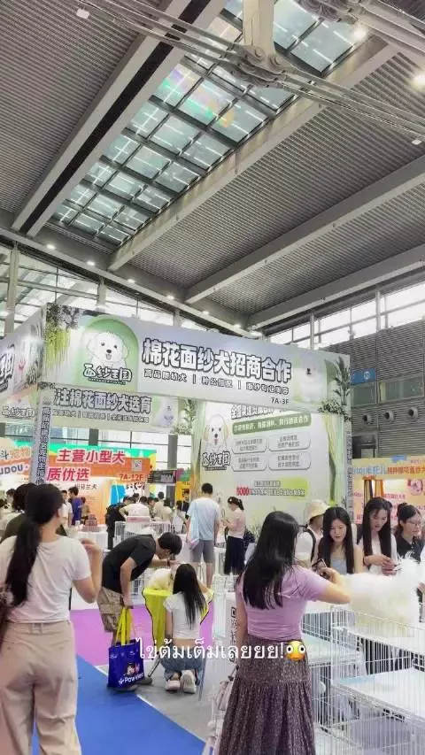 老糕竟然从泰国飞到深圳看宠物展 真爱是棉花面纱犬
