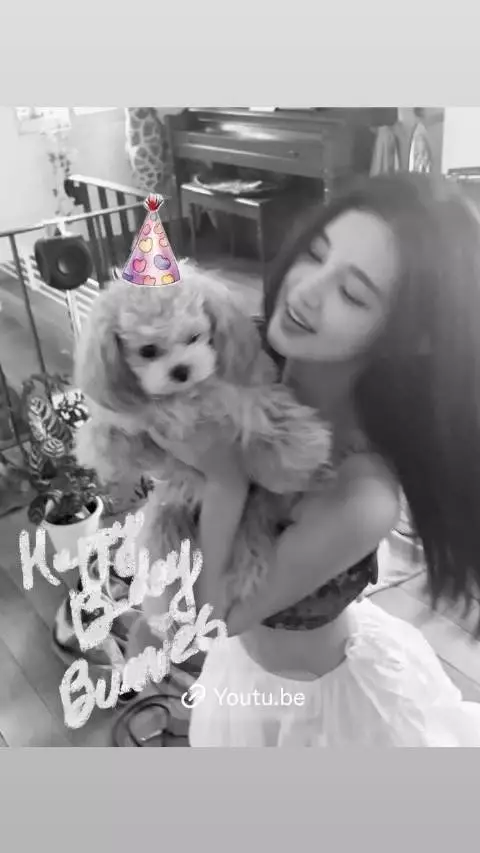 26.10.28 Dazzibelle 快拍 Happy b day bunnies